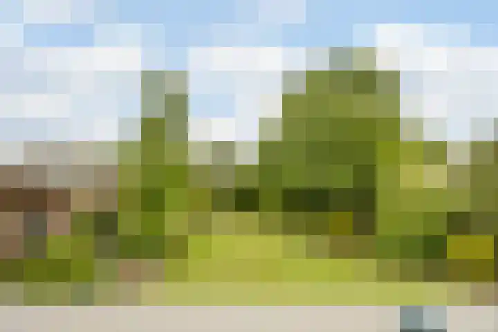 Rozenobel 34 Cuijk thumbnail 25