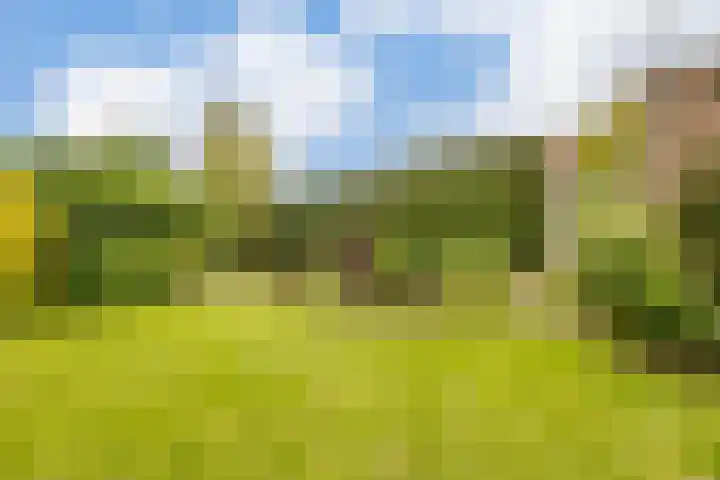 Rozenobel 34 Cuijk thumbnail 27