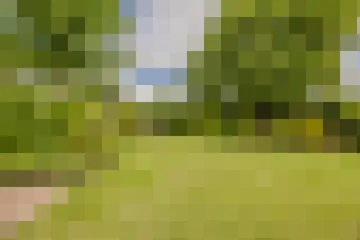 Rozenobel 34 Cuijk thumbnail 29