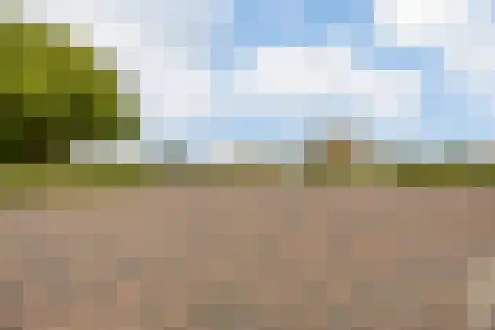 Rozenobel 34 Cuijk thumbnail 33