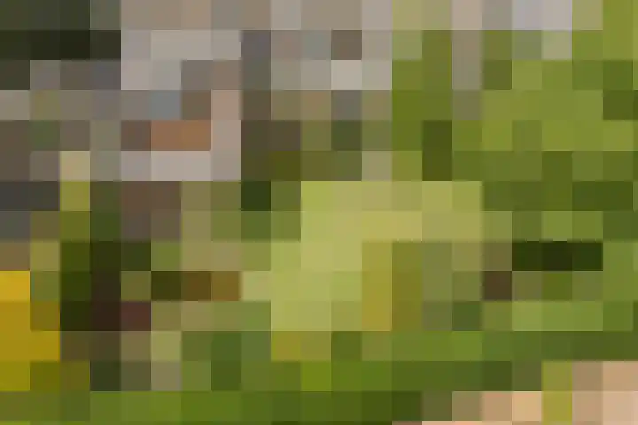 Rozenobel 34 Cuijk thumbnail 35
