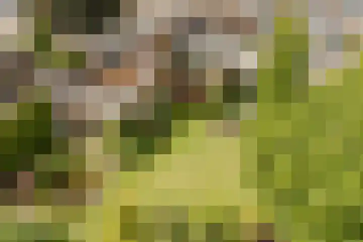 Rozenobel 34 Cuijk thumbnail 36
