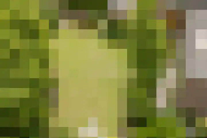 Rozenobel 34 Cuijk thumbnail 37