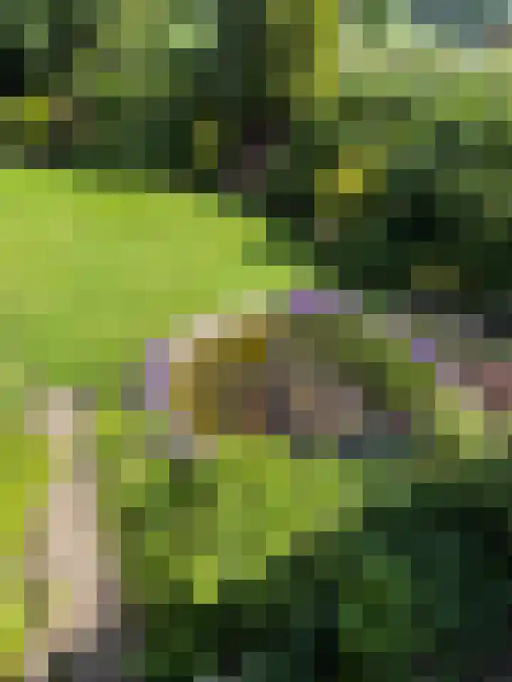 Rozenobel 34 Cuijk thumbnail 40