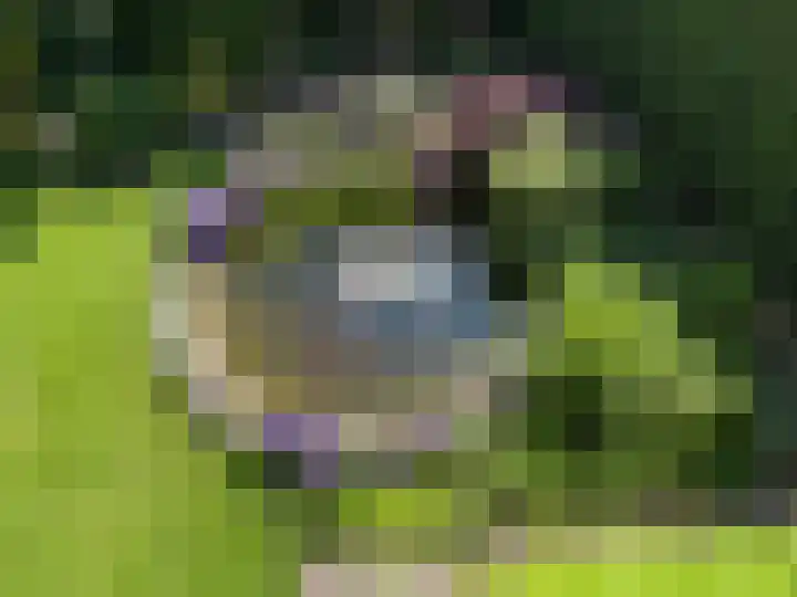 Rozenobel 34 Cuijk thumbnail 41
