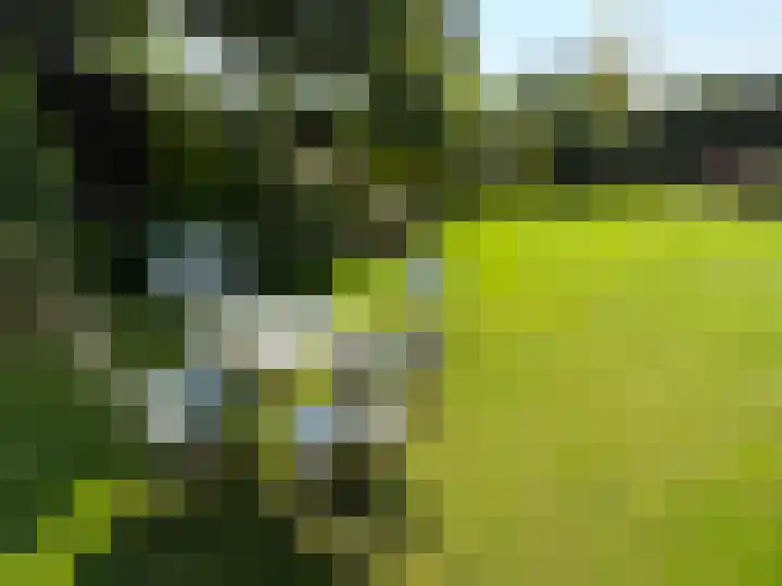 Rozenobel 34 Cuijk thumbnail 45