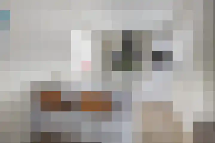 Rozenpad 8 Hoeven thumbnail 11