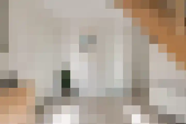 Rozenpas 1 a Kilder thumbnail 26