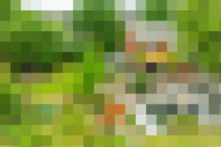 Rozenpas 4 Kilder thumbnail 35