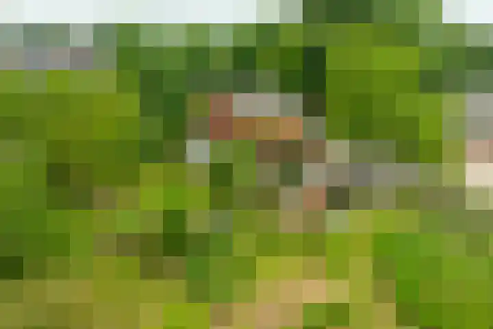 Rozenpas 4 Kilder thumbnail 36