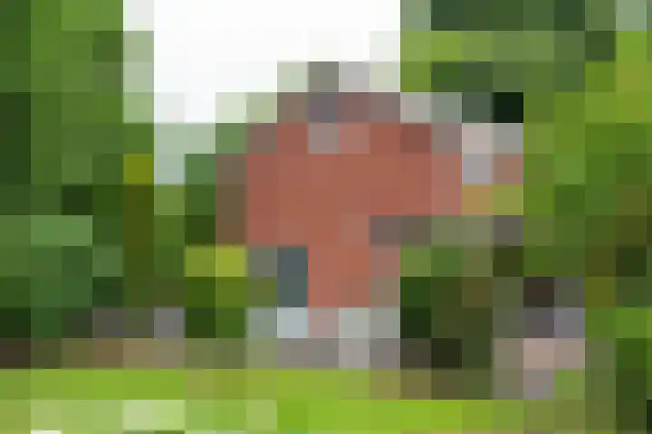 Rozenpas 4 Kilder thumbnail 43