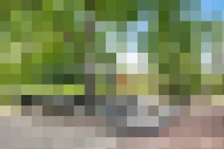 Rozenpas 4 Kilder thumbnail 45