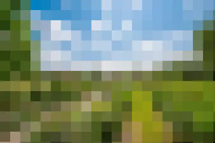 Rozenpas 4 Kilder thumbnail 48