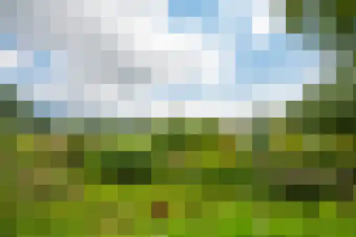 Rozenpas 4 Kilder thumbnail 49