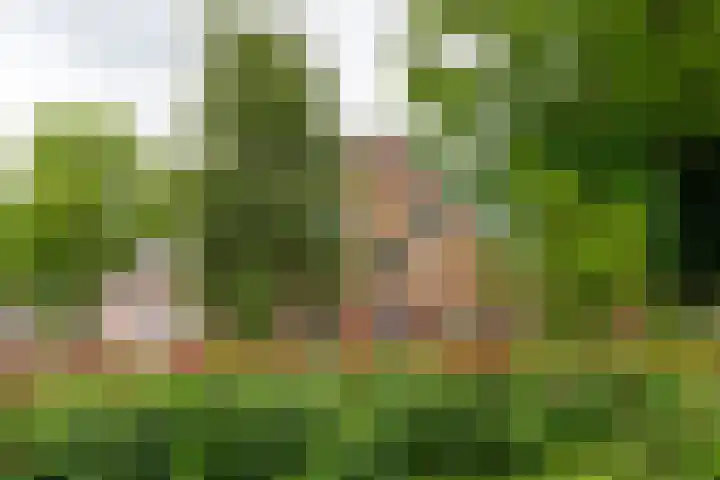 Rozenpas 4 Kilder thumbnail 53