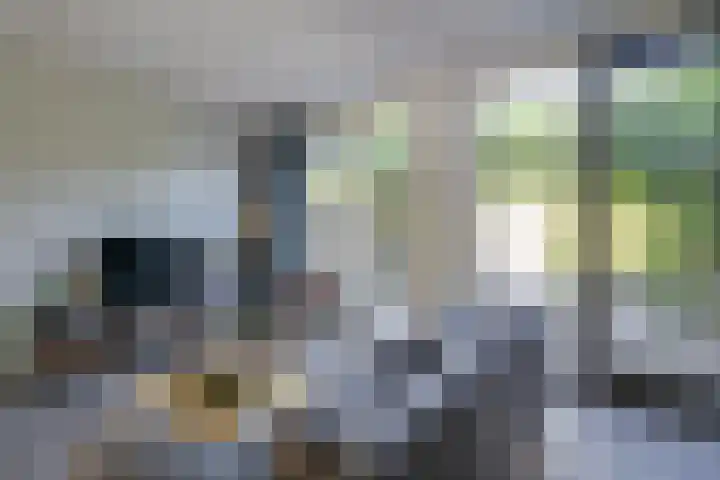 Rozensingel 15 Woudenberg thumbnail 11