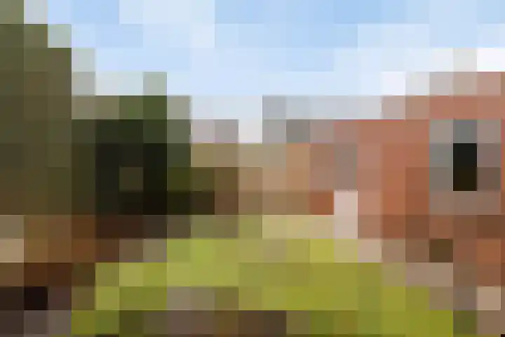 Rozenstraat 15 Budel thumbnail 24