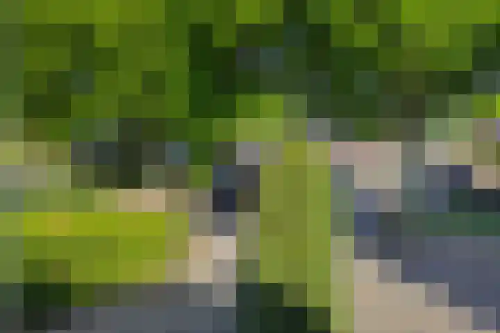 Rozenstraat 15 Heesch thumbnail 43