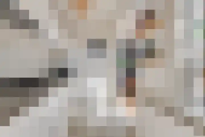 Rozenstraat 19 Alkmaar thumbnail 20