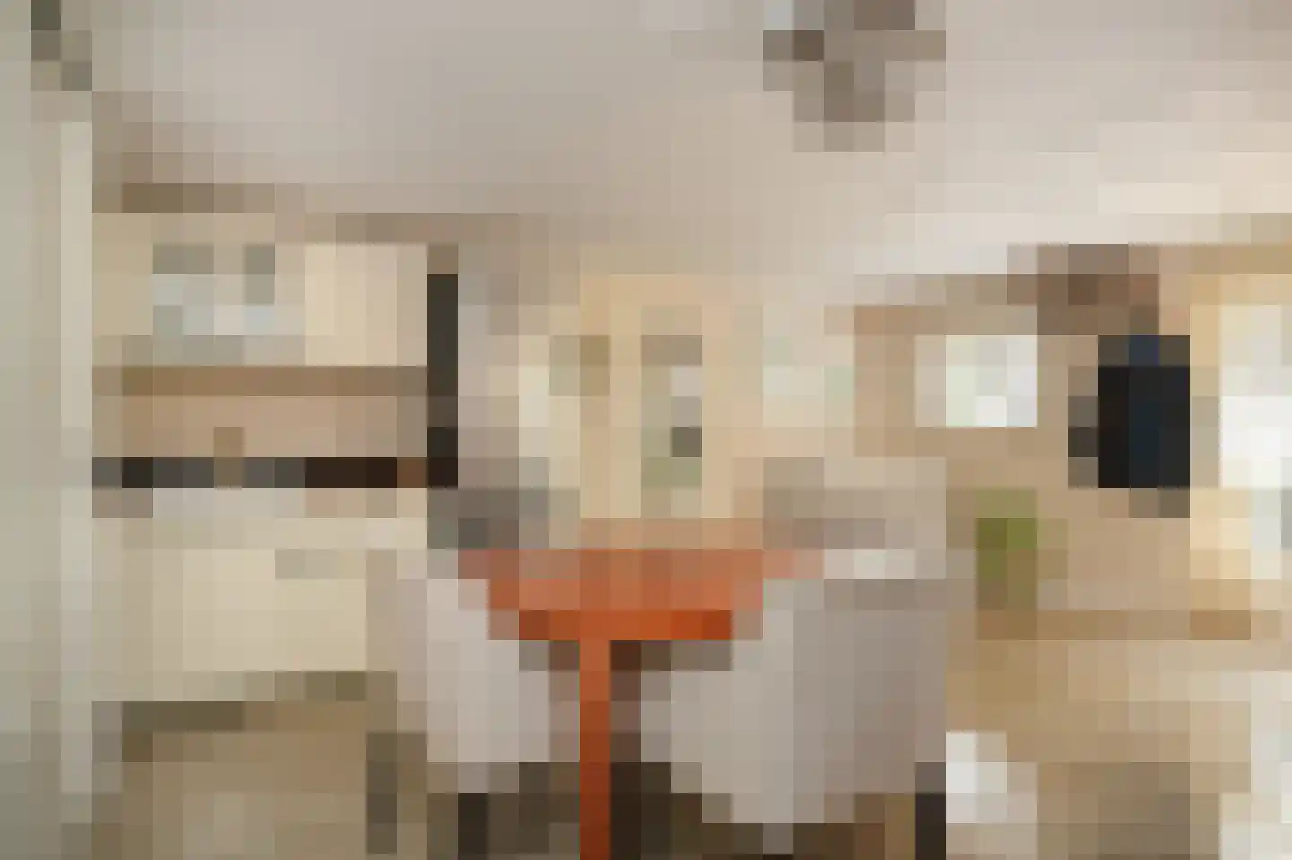 Rozenstraat 2 Beneden-Leeuwen thumbnail 5