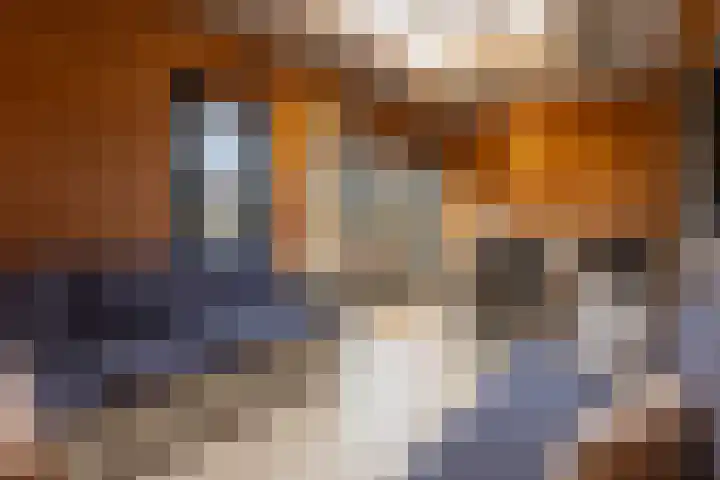 Rozenstraat 35 Putte thumbnail 19