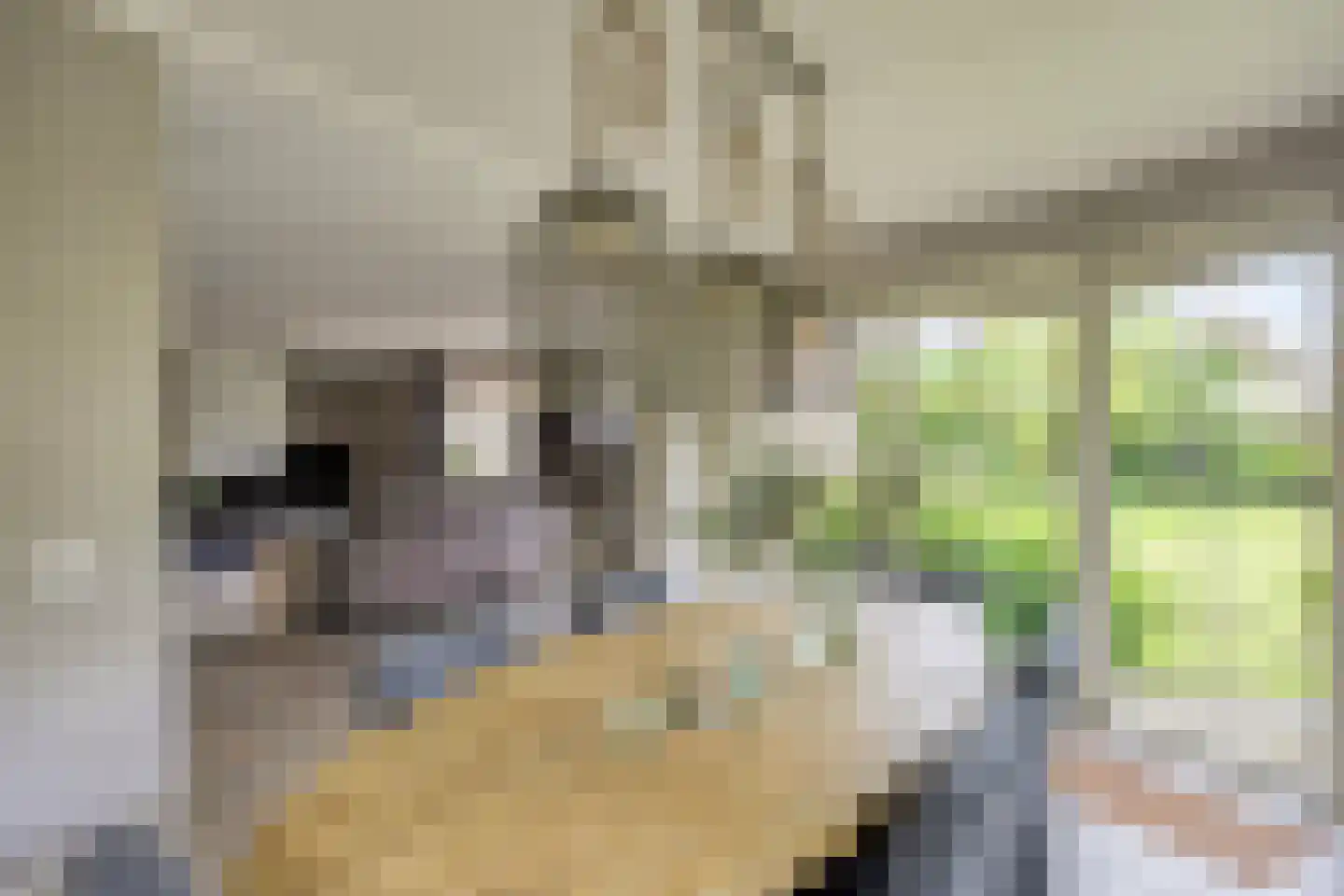 Rozentuin 10 Swifterbant thumbnail 18