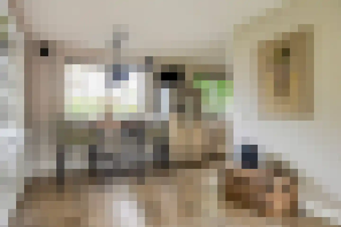 Rozentuin 10 Swifterbant thumbnail 19