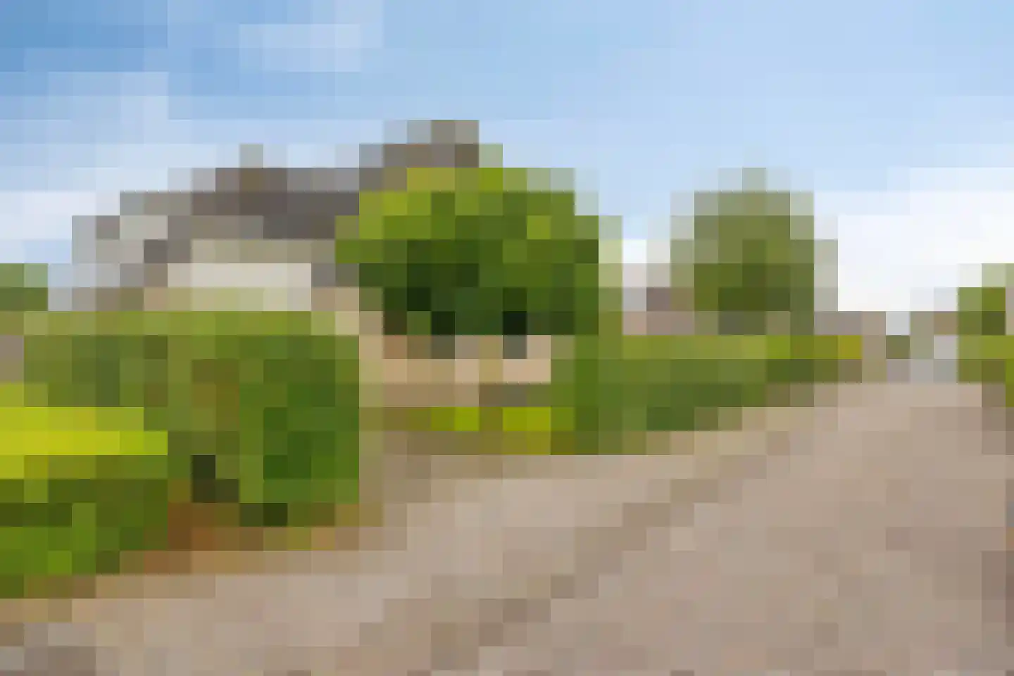 Rozentuin 10 Swifterbant thumbnail 52
