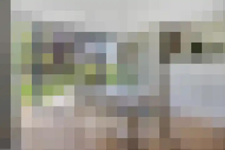 Rozentuin 4 Bergschenhoek thumbnail 19