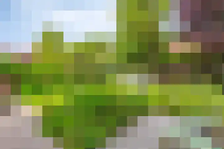 Rozentuin 4 Bergschenhoek thumbnail 25