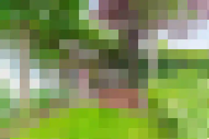 Rozentuin 4 Bergschenhoek thumbnail 28