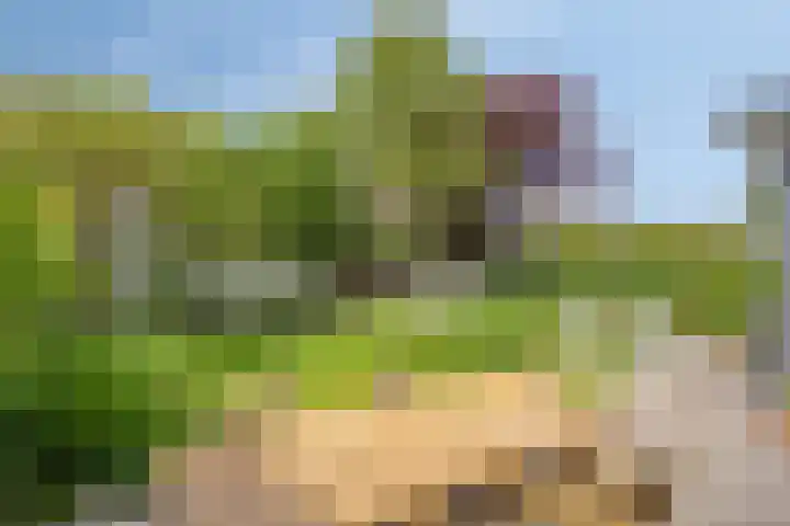 Rozentuin 4 Bergschenhoek thumbnail 29