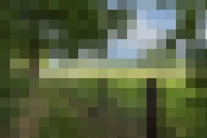 Rozentuin 4 Bergschenhoek thumbnail 40