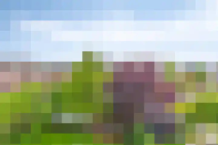 Rozentuin 4 Bergschenhoek thumbnail 50