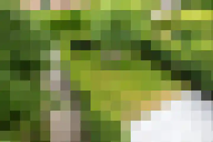 Rozetuin 11 Reeuwijk thumbnail 24
