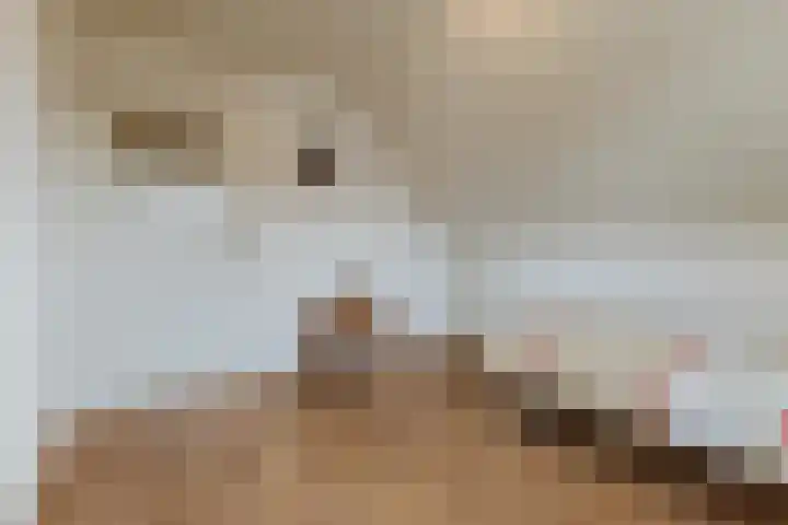 Rubenslaan 4 a Budel thumbnail 26