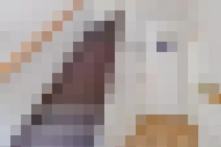 Rubenssingel 123 Capelle aan den IJssel thumbnail 11