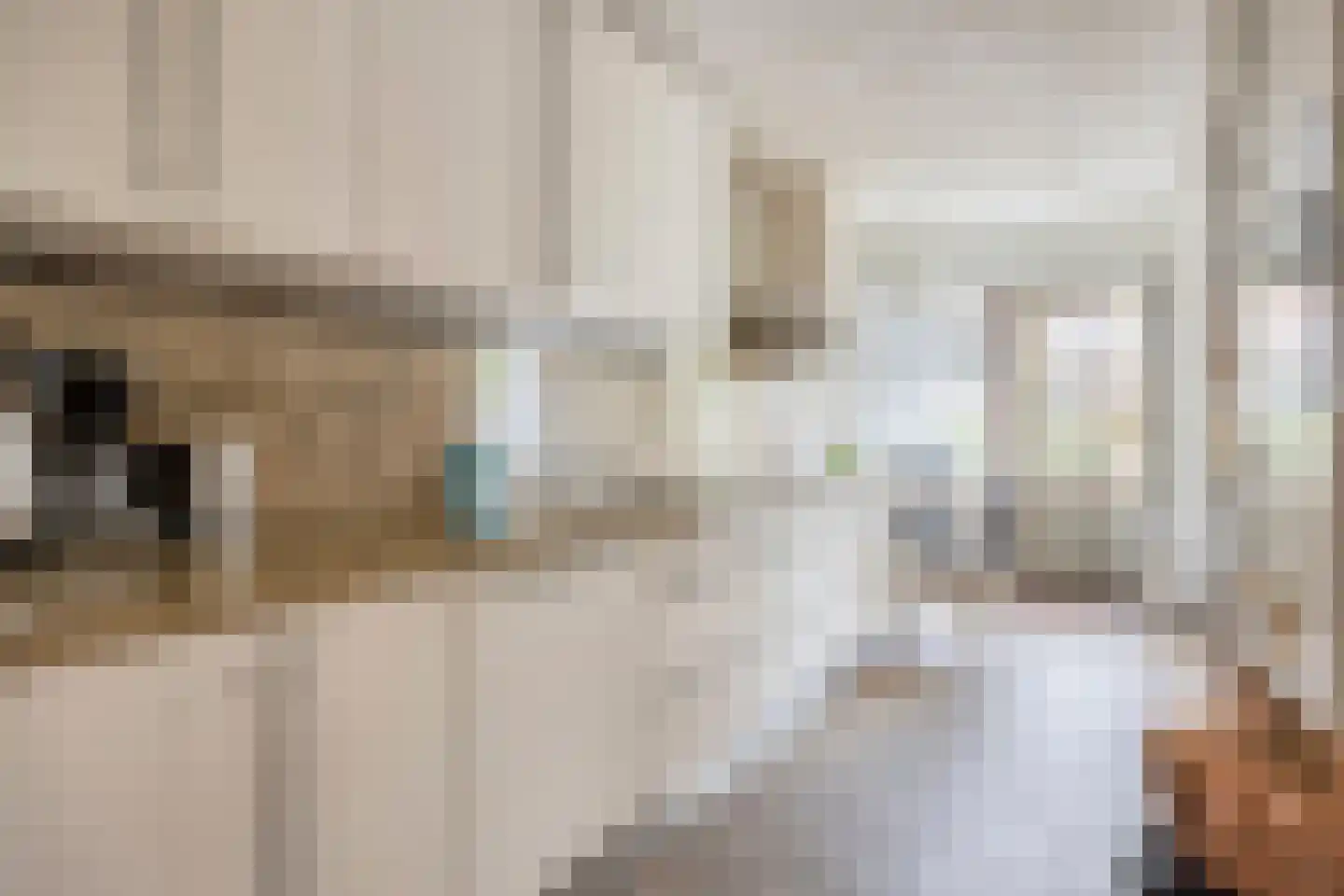 Rubensstraat 17 's-Hertogenbosch thumbnail 5