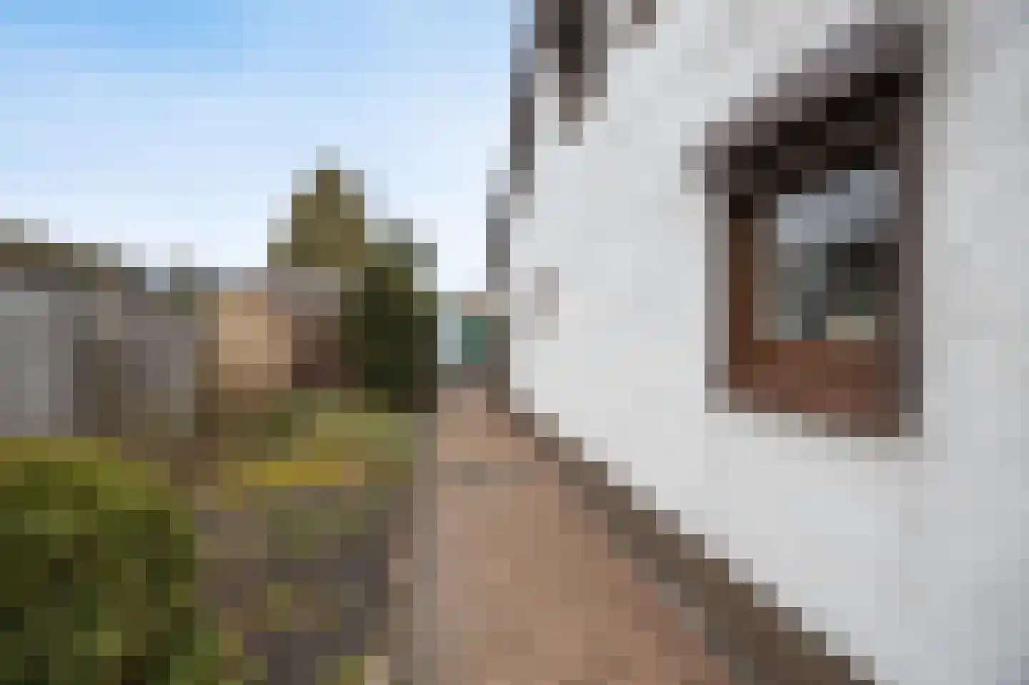 Rucphensestraat 66 St. Willebrord thumbnail 47