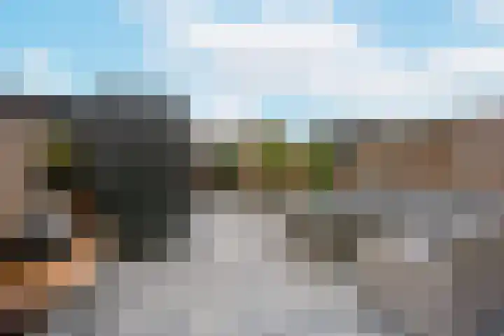 Rugstreeppad 109 Nieuwveen thumbnail 27