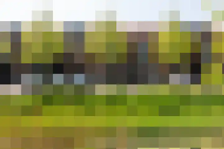 Rugstreeppad 109 Nieuwveen thumbnail 33