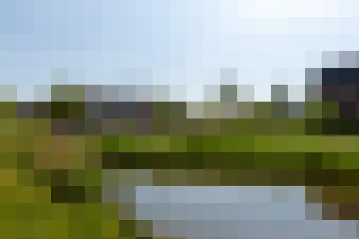 Rugstreeppad 109 Nieuwveen thumbnail 35