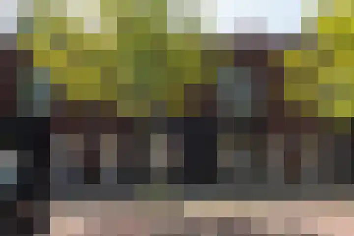 Rugstreeppad 109 Nieuwveen thumbnail 36