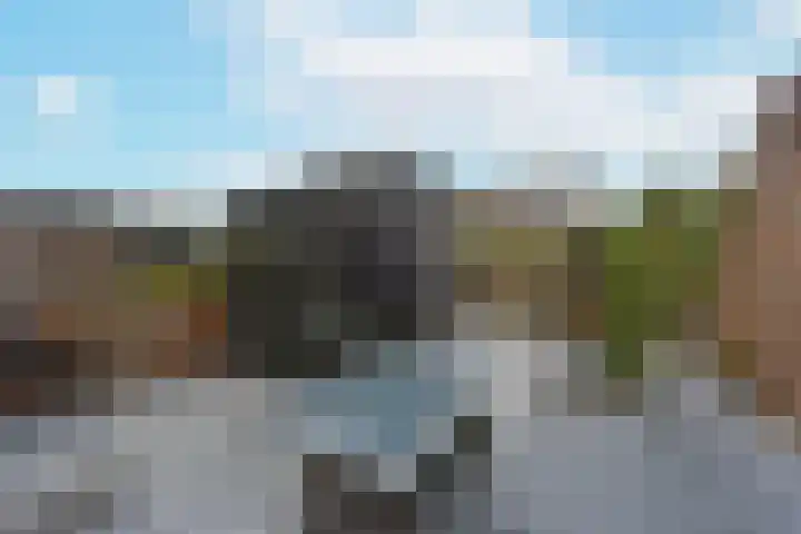 Rugstreeppad 109 Nieuwveen thumbnail 5