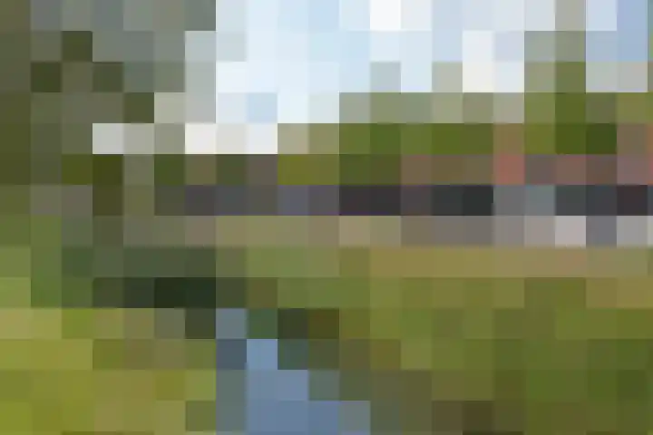 Rugstreeppad 73 Nieuwveen thumbnail 36