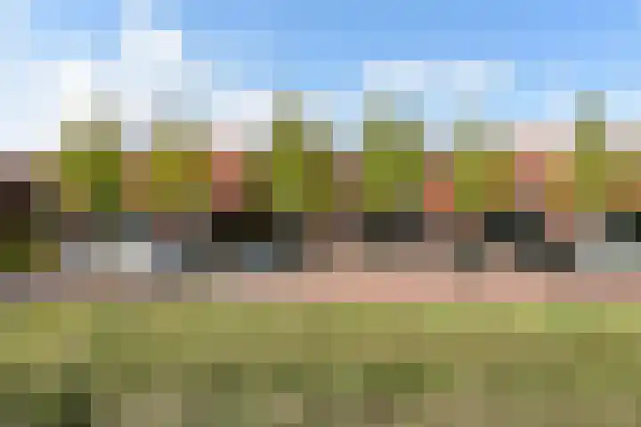Rugstreeppad 73 Nieuwveen thumbnail 37