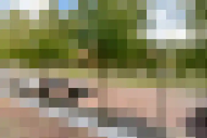 Rugstreeppad 73 Nieuwveen thumbnail 38