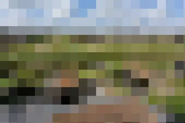 Rugstreeppad 73 Nieuwveen thumbnail 39