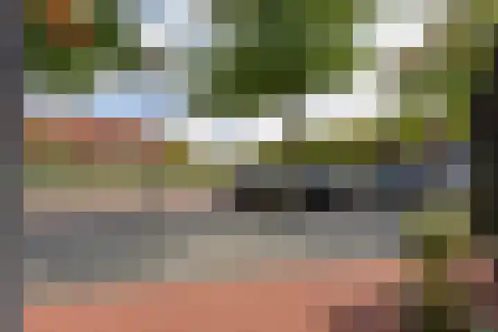 Rugstreeppad 73 Nieuwveen thumbnail 42