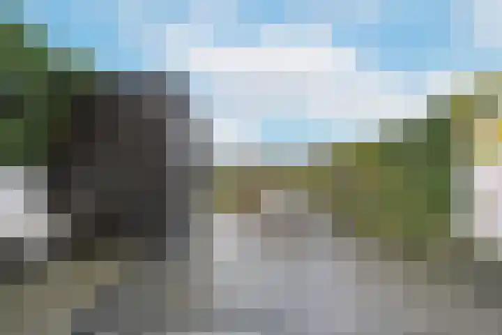 Rugstreeppad 81 Nieuwveen thumbnail 30
